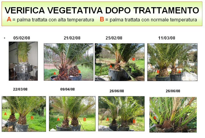 Trattamento termico palme vegete con dispositivi microonde ECOPALM