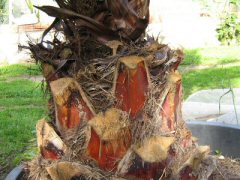 Palm capitulum dehydrated with ECOPALM microwave system