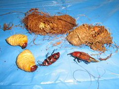 La destrucción total de los coleópteros , capullos con larvas  y coleóptero de la palmera