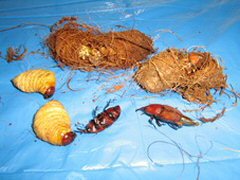 La destrucción total de los coleópteros , capullos con larvas y coleóptero de la palmera