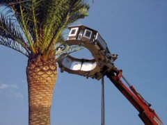 El tratamiento de  microondas Ecopalm  en el árbol (palmera)