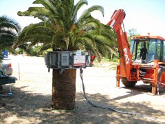 Treatment of palm tree infested with red snout-beetle (Rhynchophorus ferrugineus)